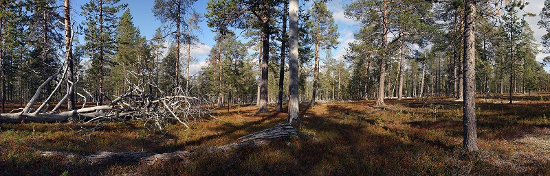 Pohjois suomen metsät