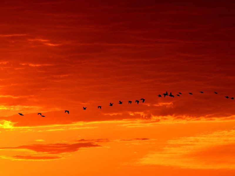 geese-1622692_1280