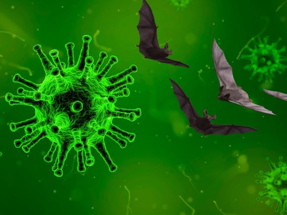 Koronavirus ja saastaiset lepakonsyöjät