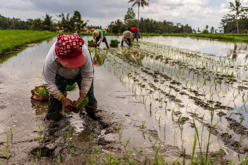 Viljelijöitä riisipellolla Balilla istuttamassa kasveja.