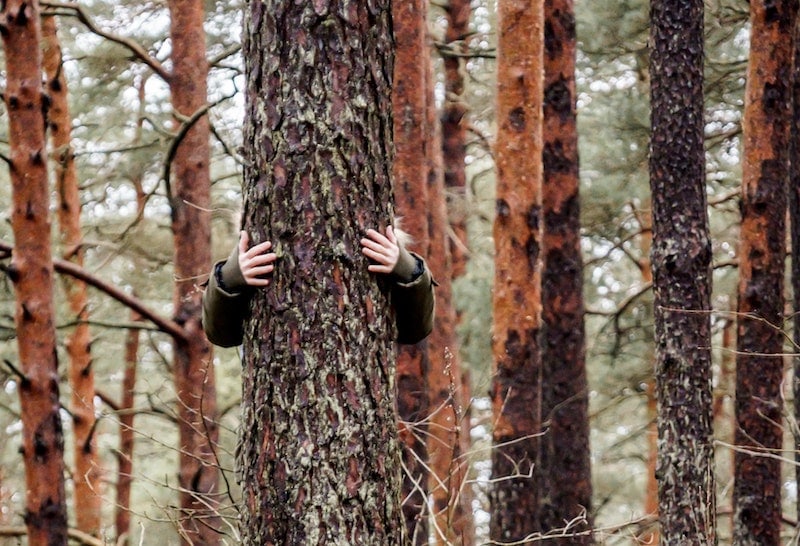 Henkilö seisoo metsässä puunrungon takana halaamassa puuta. Hänen kädet eivät aivan yllä rungon ympäri.