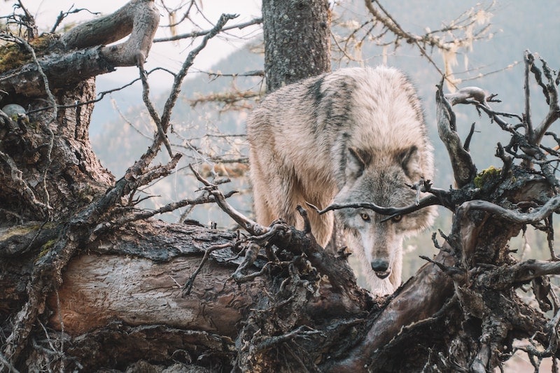 Varuillaan oleva susi piiloutuneena metsässä kaatuneen puunrungon taakse.