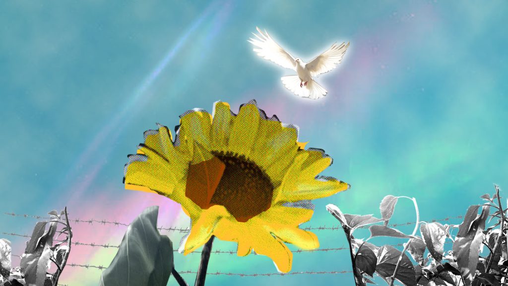 Valkoinen rauhankyyhky lentää auringonkukan yllä.